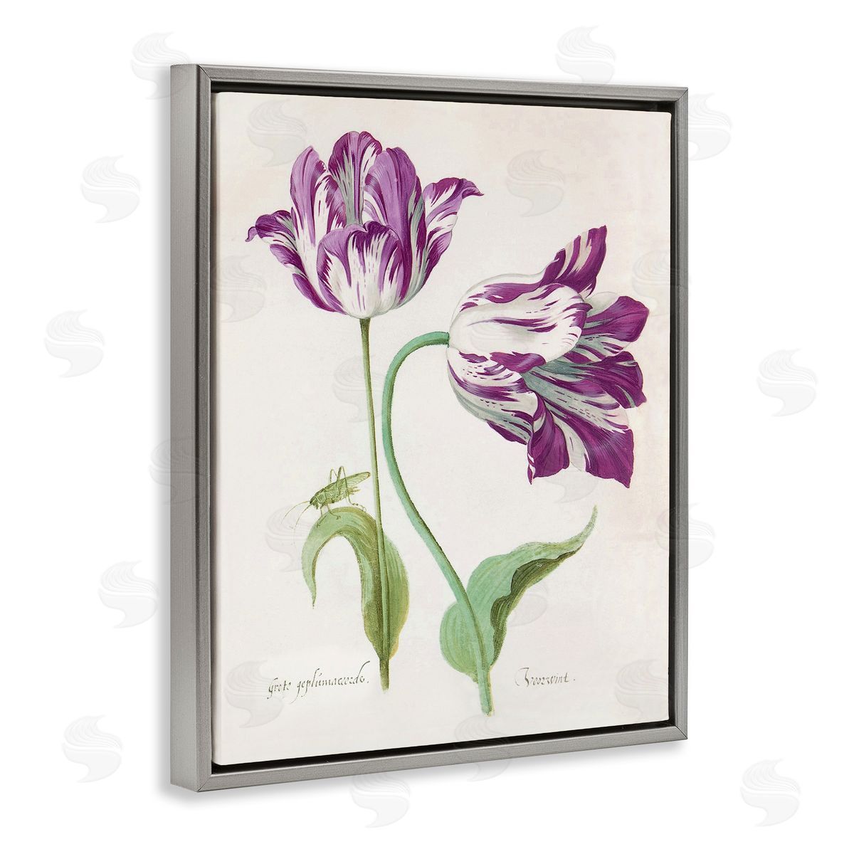 Jacob Marell Two Tulips Purple Florals Canvas Wall Art Print