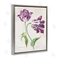 Jacob Marrel | Two Tulips Purple Florals