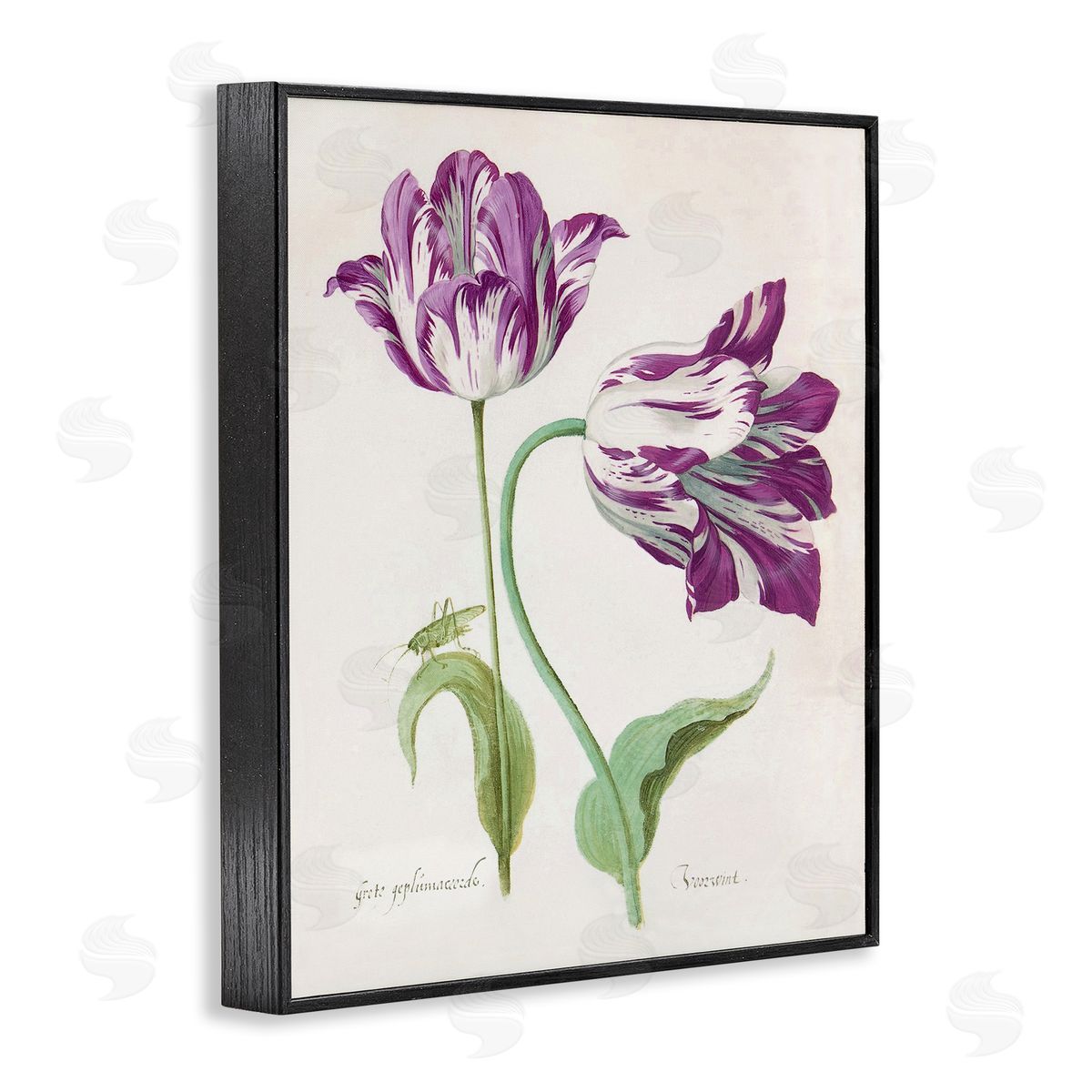 Jacob Marell Two Tulips Purple Florals Canvas Wall Art Print