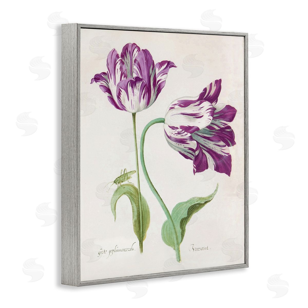 Jacob Marell Two Tulips Purple Florals Canvas Wall Art Print