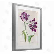 Jacob Marrel | Two Tulips Purple Florals