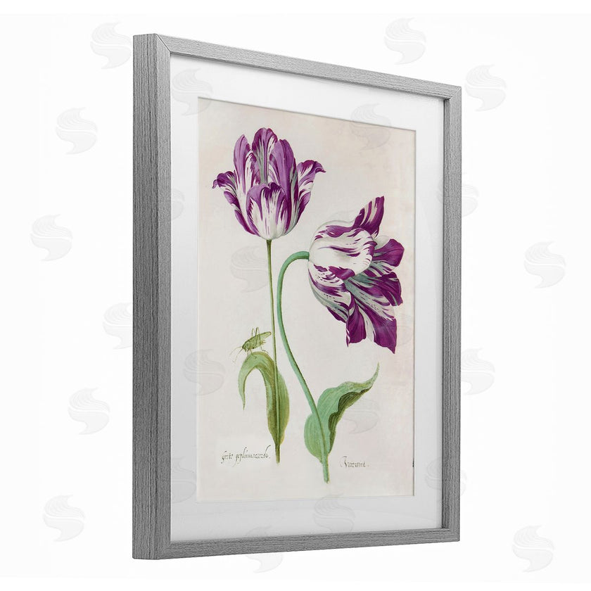 Jacob Marrel | Two Tulips Purple Florals