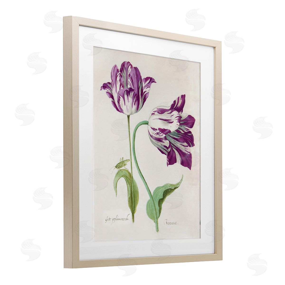 Jacob Marell Two Tulips Purple Florals Canvas Wall Art Print