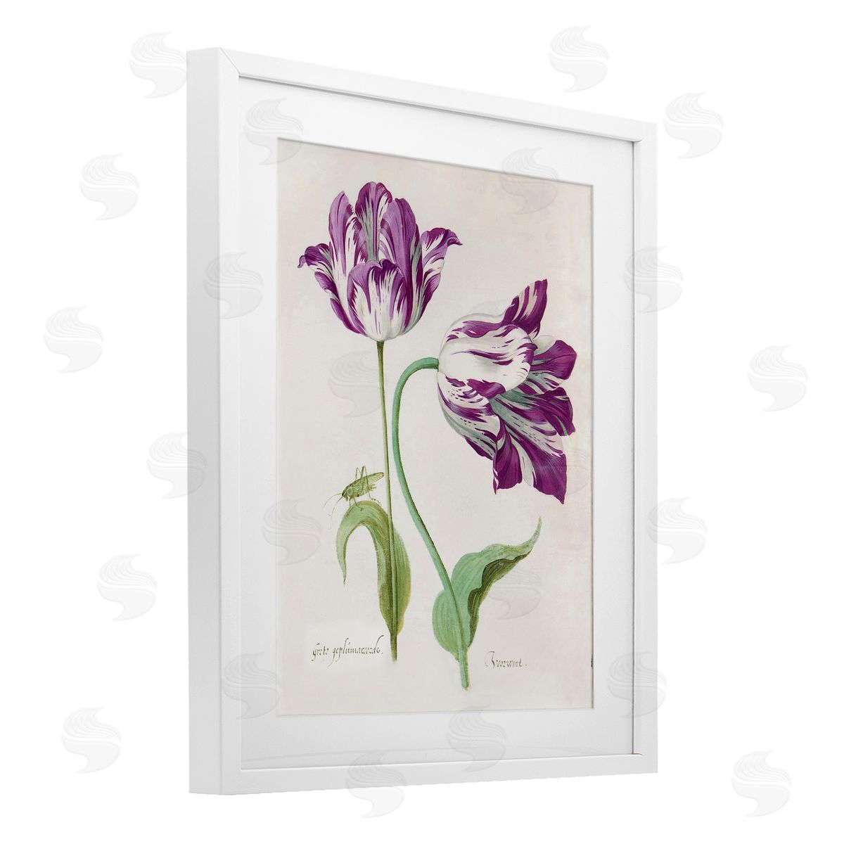 Jacob Marell Two Tulips Purple Florals Canvas Wall Art Print