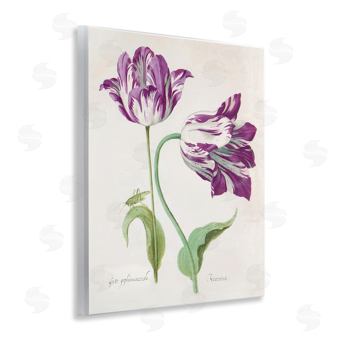 Jacob Marell Two Tulips Purple Florals Canvas Wall Art Print