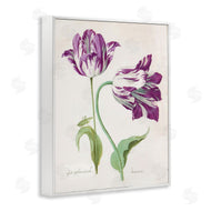 Jacob Marrel | Two Tulips Purple Florals
