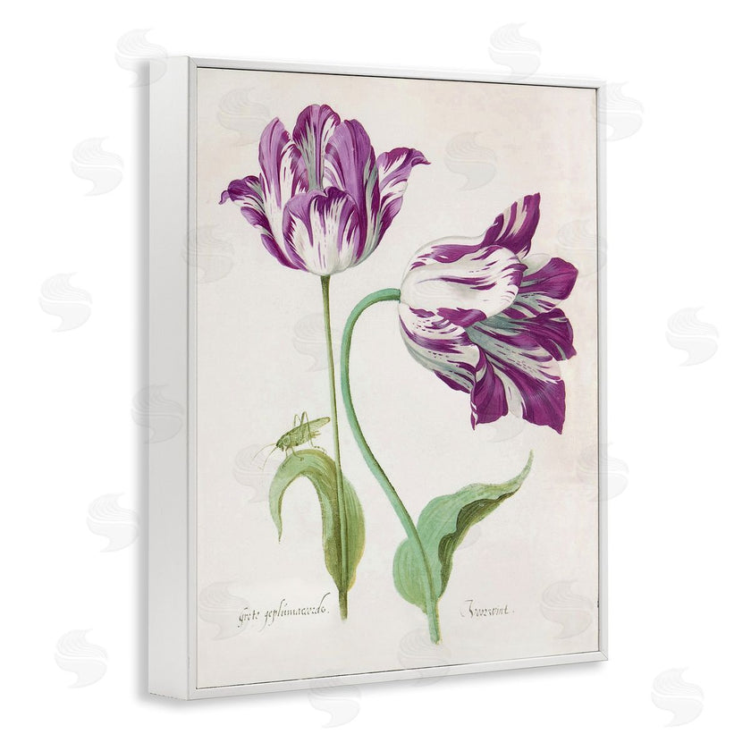 Jacob Marrel | Two Tulips Purple Florals