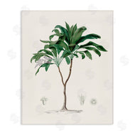 CAD Designs | Vintage Palm Study