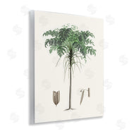 CAD Designs | Vintage Palm Tree Study