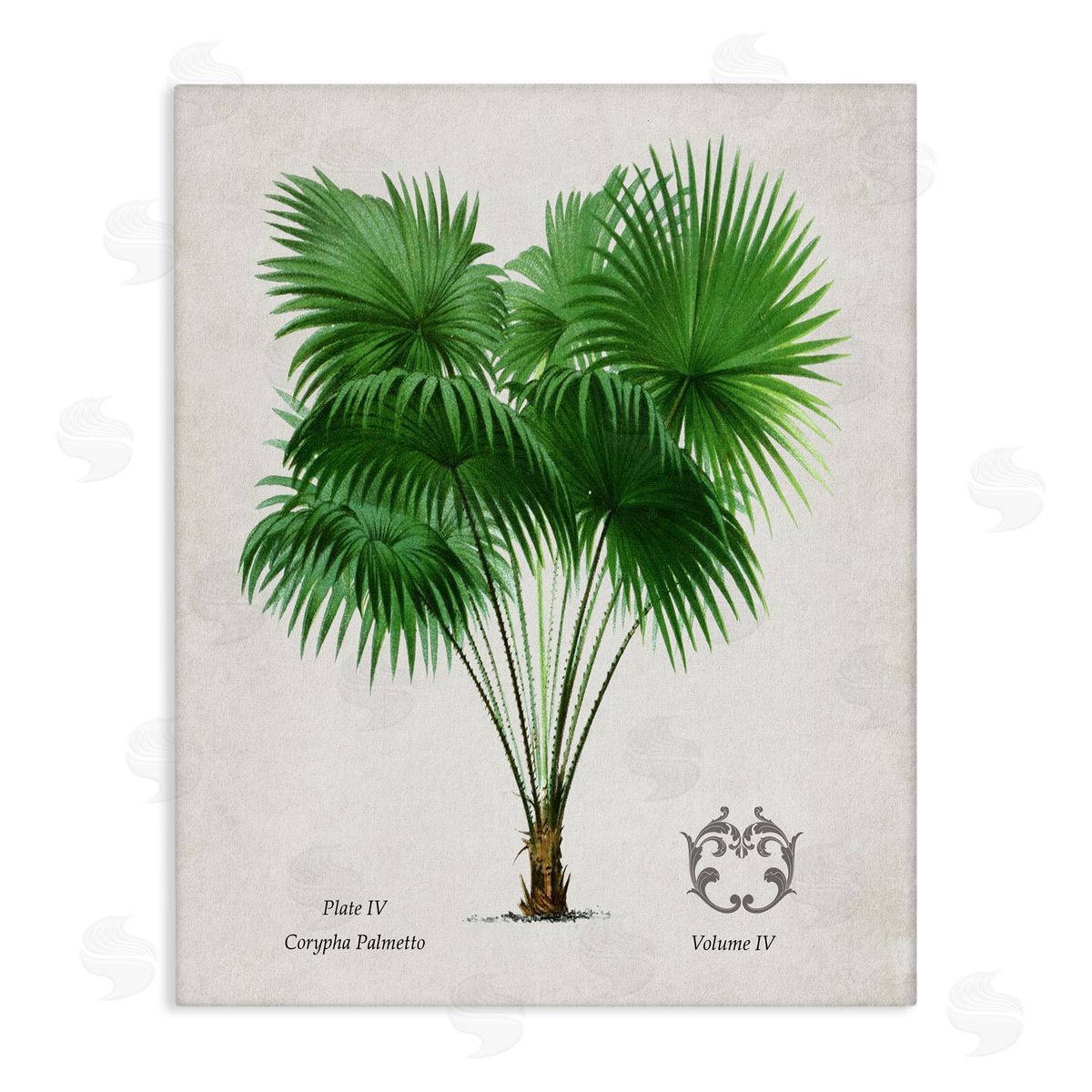 Val Rhodes Vintage Fan Palm Plant Canvas Wall Art Print