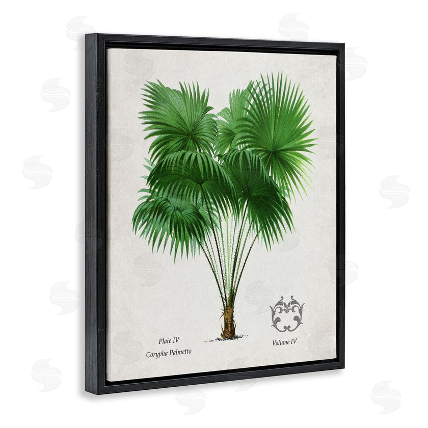 Val Rhodes | Vintage Fan Palm Plant