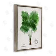 Val Rhodes | Vintage Fan Palm Plant