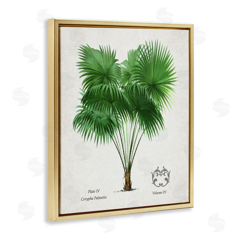 Val Rhodes | Vintage Fan Palm Plant
