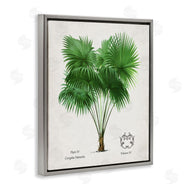 Val Rhodes | Vintage Fan Palm Plant