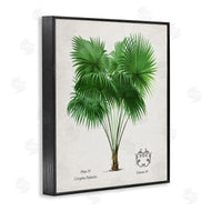 Val Rhodes | Vintage Fan Palm Plant