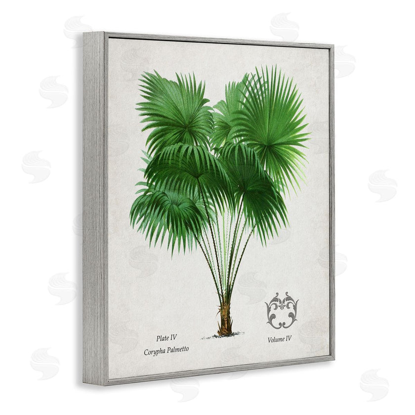 Val Rhodes | Vintage Fan Palm Plant