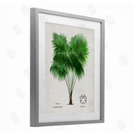 Val Rhodes | Vintage Fan Palm Plant