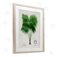 Val Rhodes | Vintage Fan Palm Plant