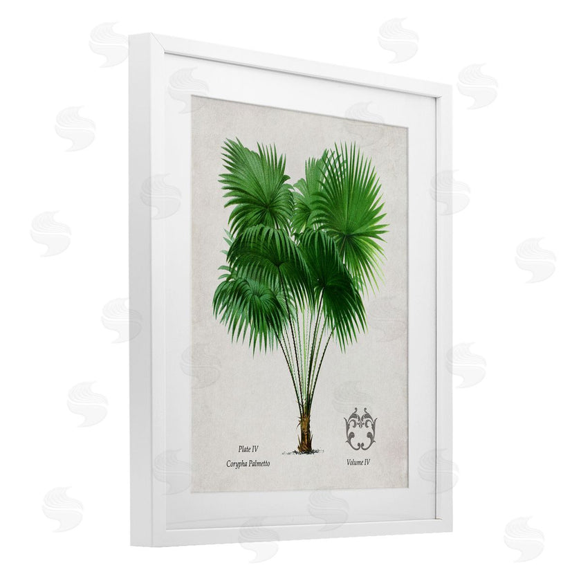 Val Rhodes | Vintage Fan Palm Plant