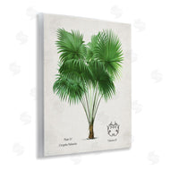 Val Rhodes | Vintage Fan Palm Plant