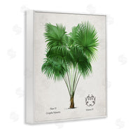 Val Rhodes | Vintage Fan Palm Plant