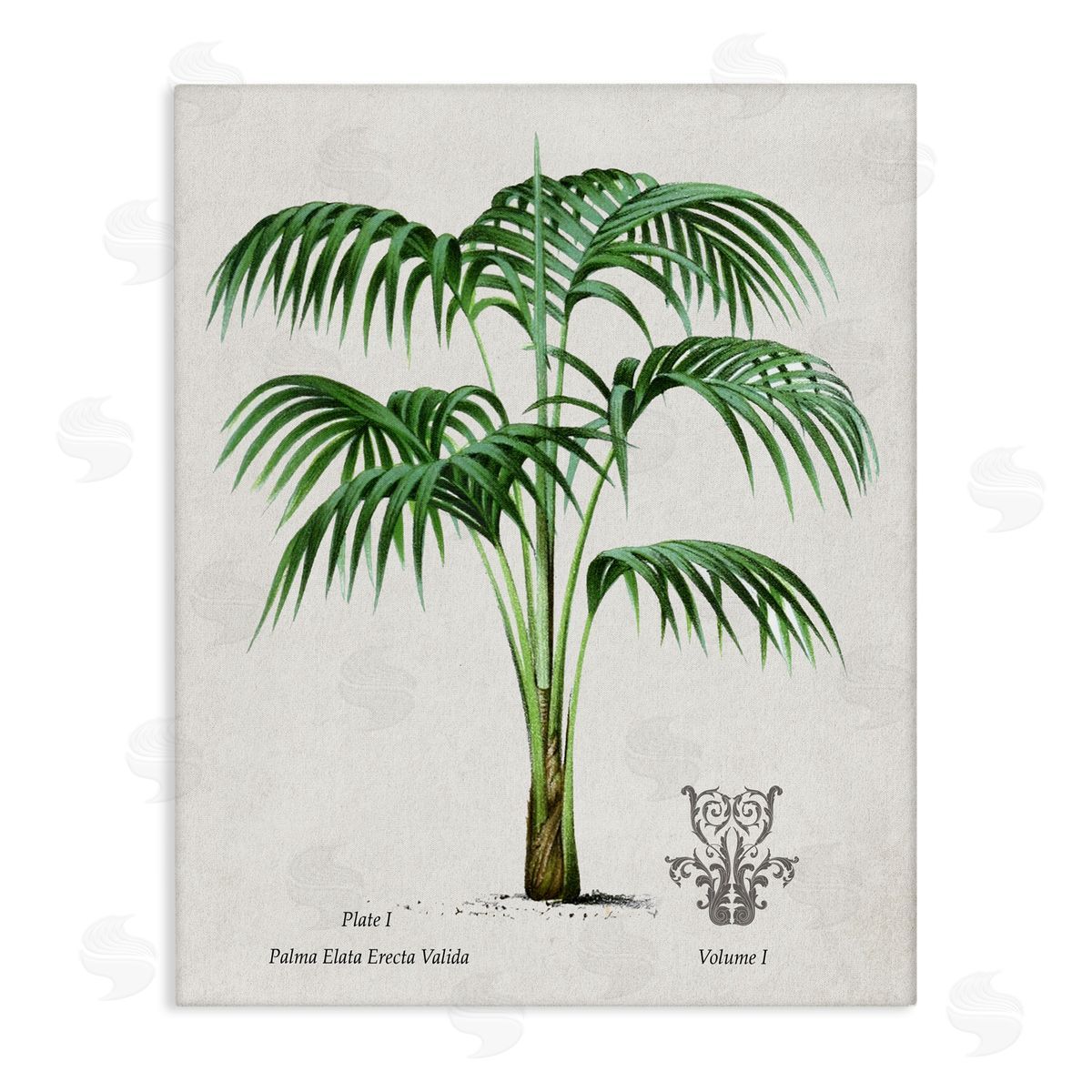 Val Rhodes Vintage Palm Illustration Canvas Wall Art Print