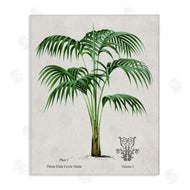 Val Rhodes | Vintage Palm Illustration