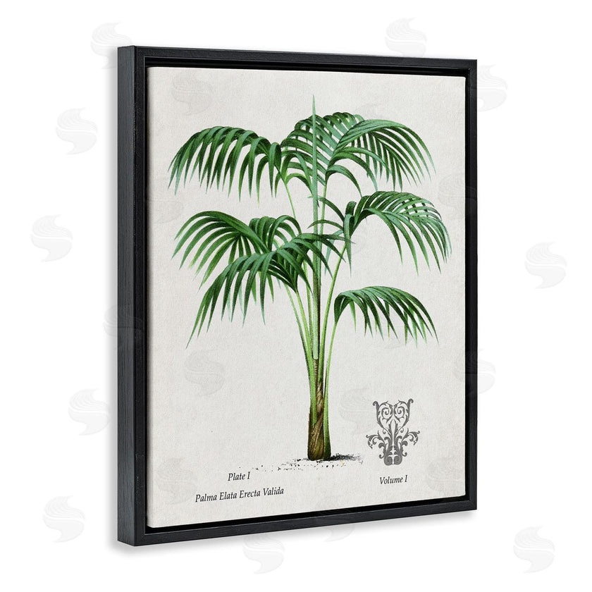 Val Rhodes | Vintage Palm Illustration