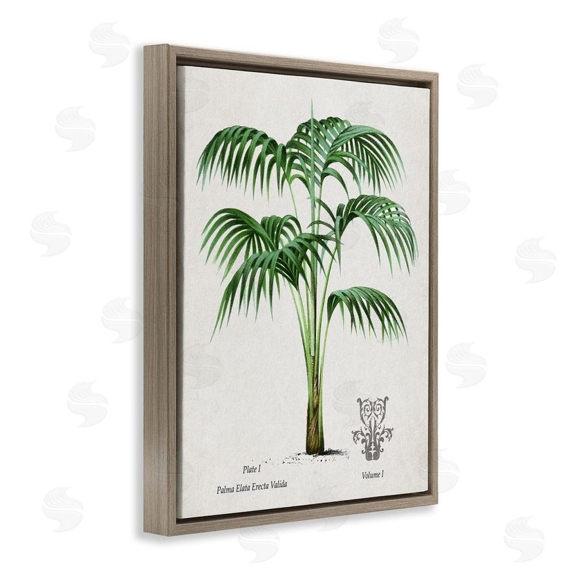Val Rhodes | Vintage Palm Illustration