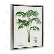 Val Rhodes | Vintage Palm Illustration