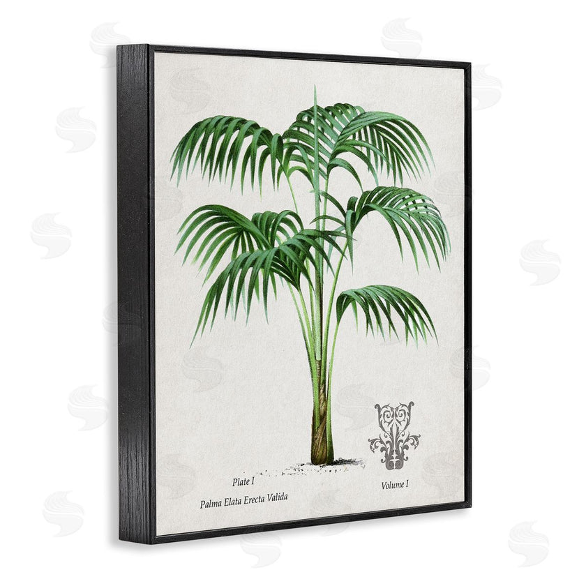 Val Rhodes | Vintage Palm Illustration
