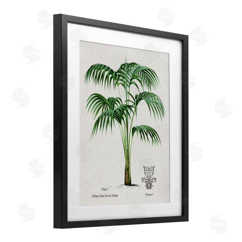 Val Rhodes | Vintage Palm Illustration