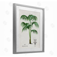 Val Rhodes | Vintage Palm Illustration