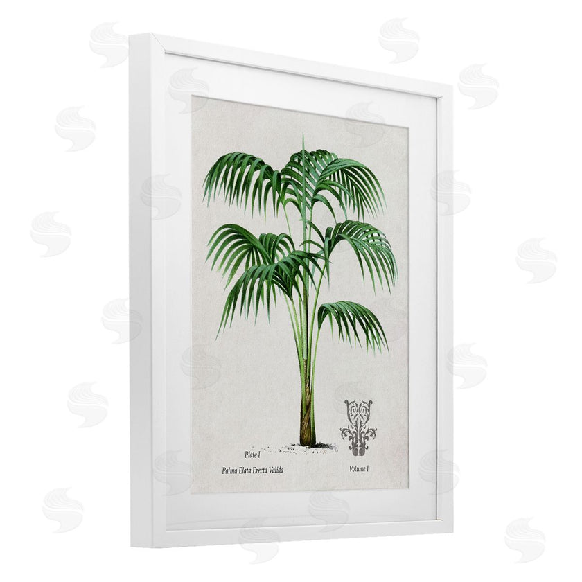 Val Rhodes | Vintage Palm Illustration