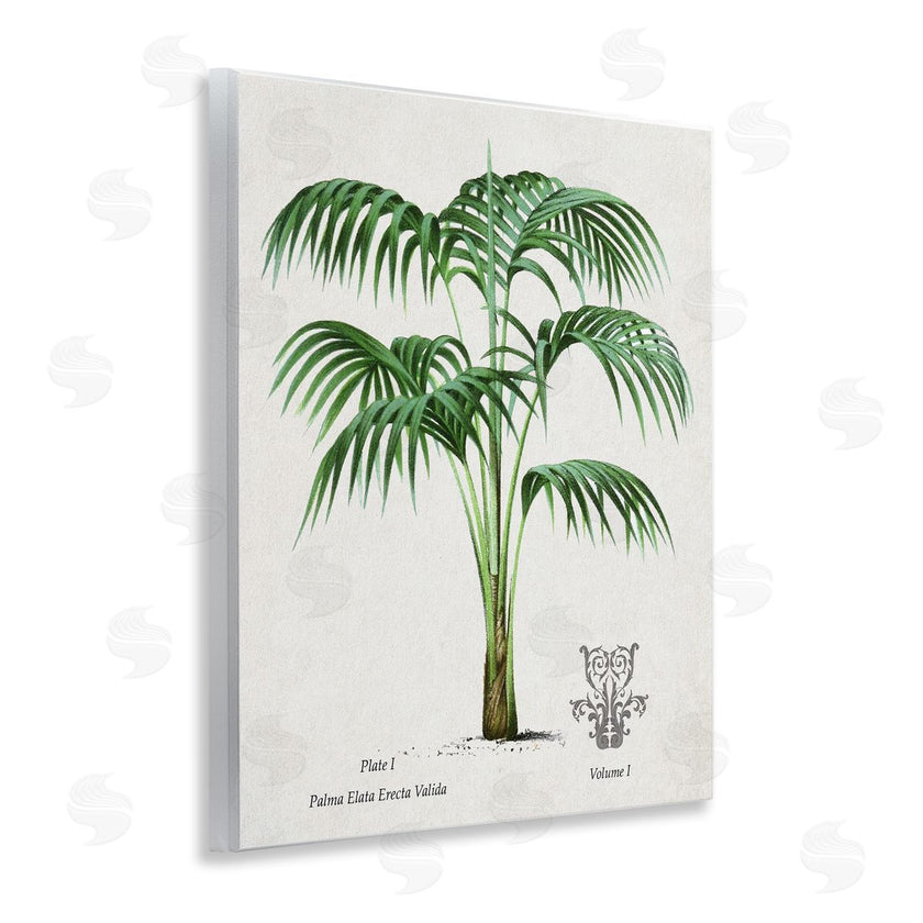 Val Rhodes | Vintage Palm Illustration