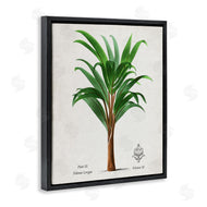 Val Rhodes | Vintage Banana Leaf Palm