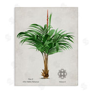 Val Rhodes | Vintage Wide Palm Plant