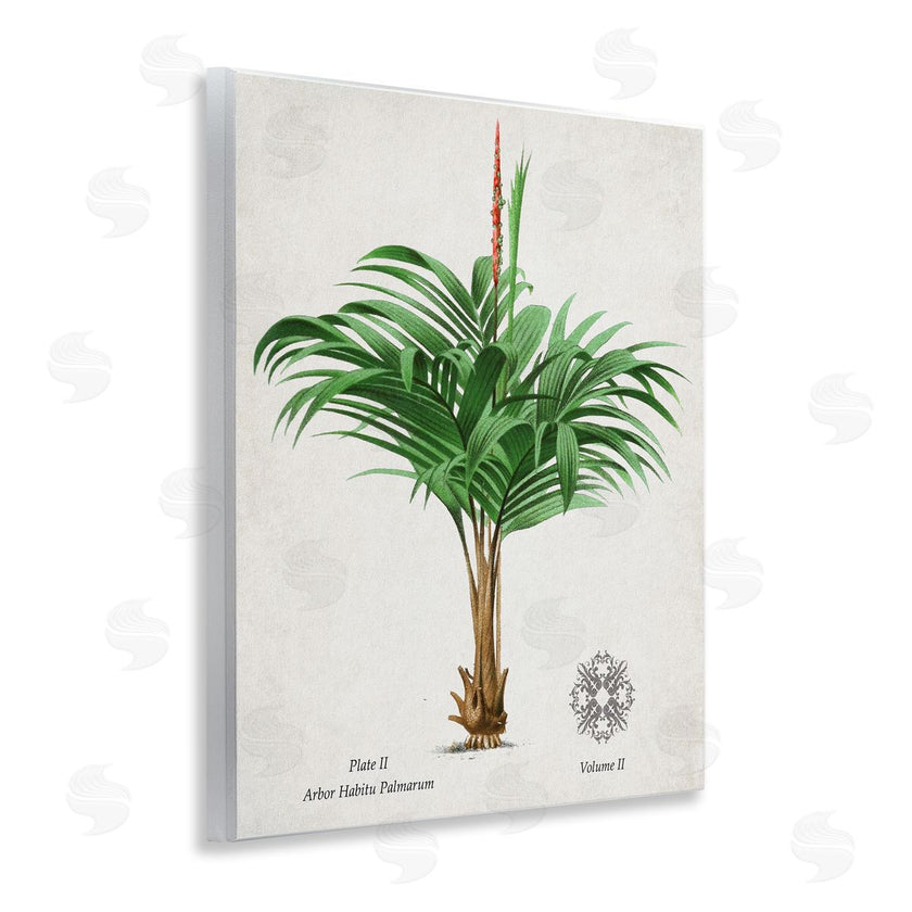 Val Rhodes | Vintage Wide Palm Plant