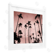 Natalie Carpentieri | Evenings Edge Pink Palms