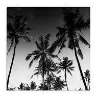 Danita Delimont | Palm Sunset Stark Contrast
