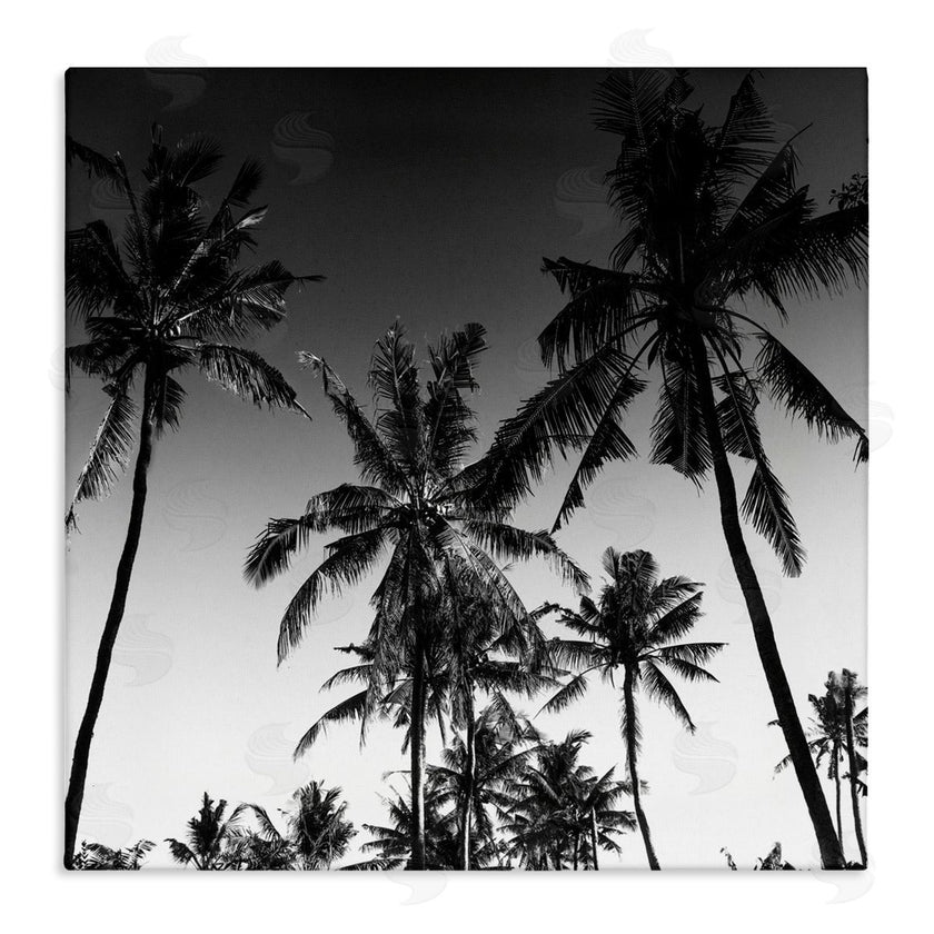 Danita Delimont | Palm Sunset Stark Contrast