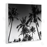 Danita Delimont | Palm Sunset Stark Contrast