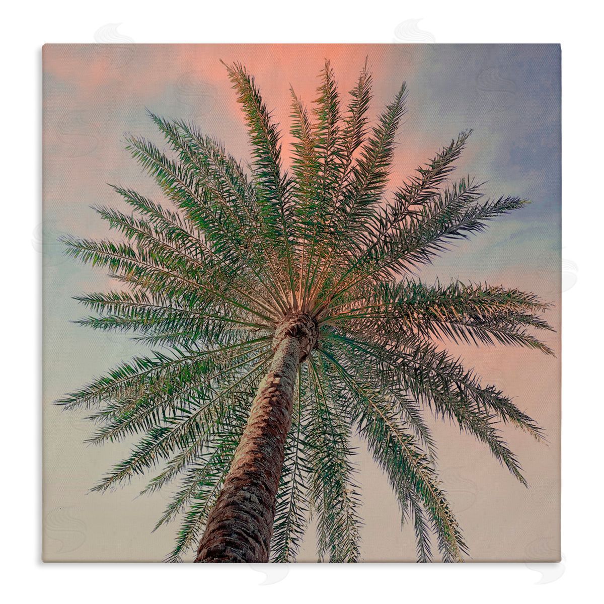 Susan Jill Palm Up Against Sunset Canvas Wall Art Print