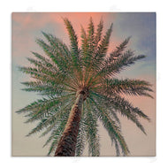 Susan Jill | Palm Up Against Sunset