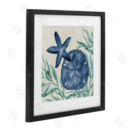 Paul Brent | Tampico Starfish & Sand Dollar