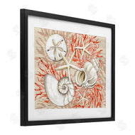Paul Brent | Coral White Shells