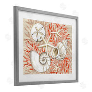 Paul Brent | Coral White Shells