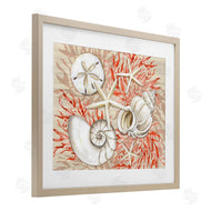 Paul Brent | Coral White Shells