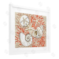 Paul Brent | Coral White Shells