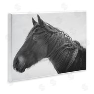 Amy Carroll | Draisma Winter Herd Portrait
